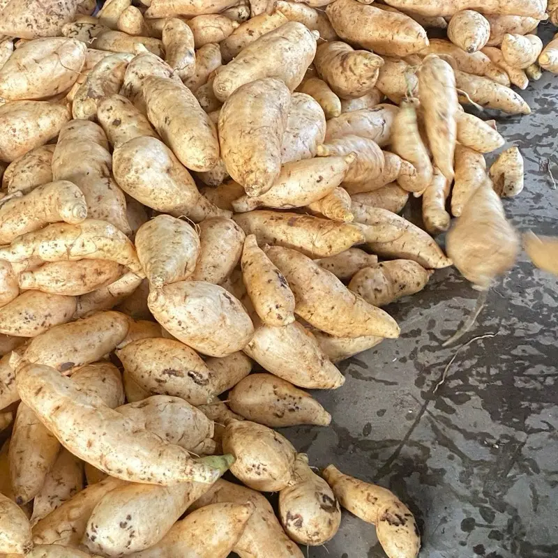 1KG UBI MADU CILEMBU MENTAH TELO MADU SIAP DI OLAH  Makanan Cemilan Manis Oven 2