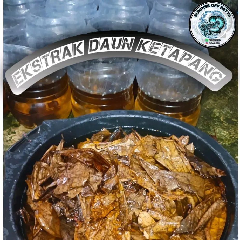 Ekstrak Daun Ketapang - Minyak Alami dari Daun Ketapang untuk Kesehatan ikan