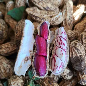 Kacang Tanah Lurik Madu 1 KG