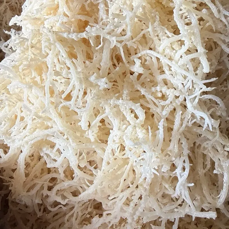 TERMURAH!!! 1kg Rumput Laut spinosum Kering Tanpa Pemutih | Kenyal Original