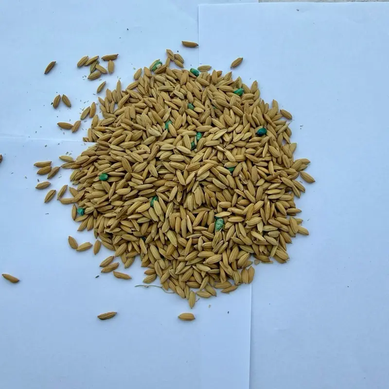 Hạt thóc và hạt mạch trộn sẵn dùng cho khu vực có gặm nhấm như nhà ở, kho hàng, đồng ruộng, vườn rau. Đóng gói sẵn 50g, rắc dải trực tiếp, không cần pha trộn.