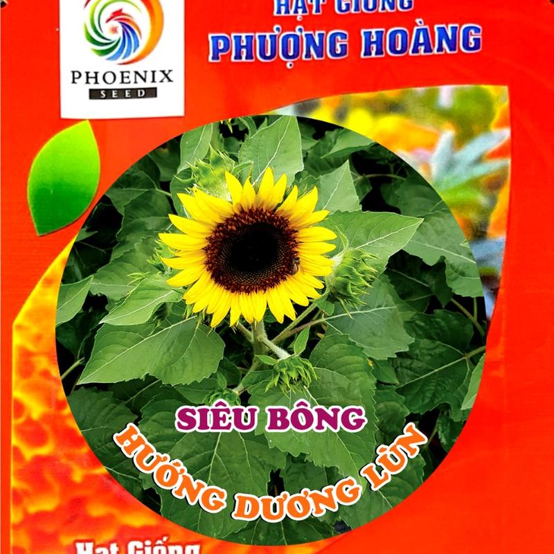  Hạt giống hoa Hướng Dương Lùn siêu bông  HLS221  Hạt Giống Phượng Hoàng 