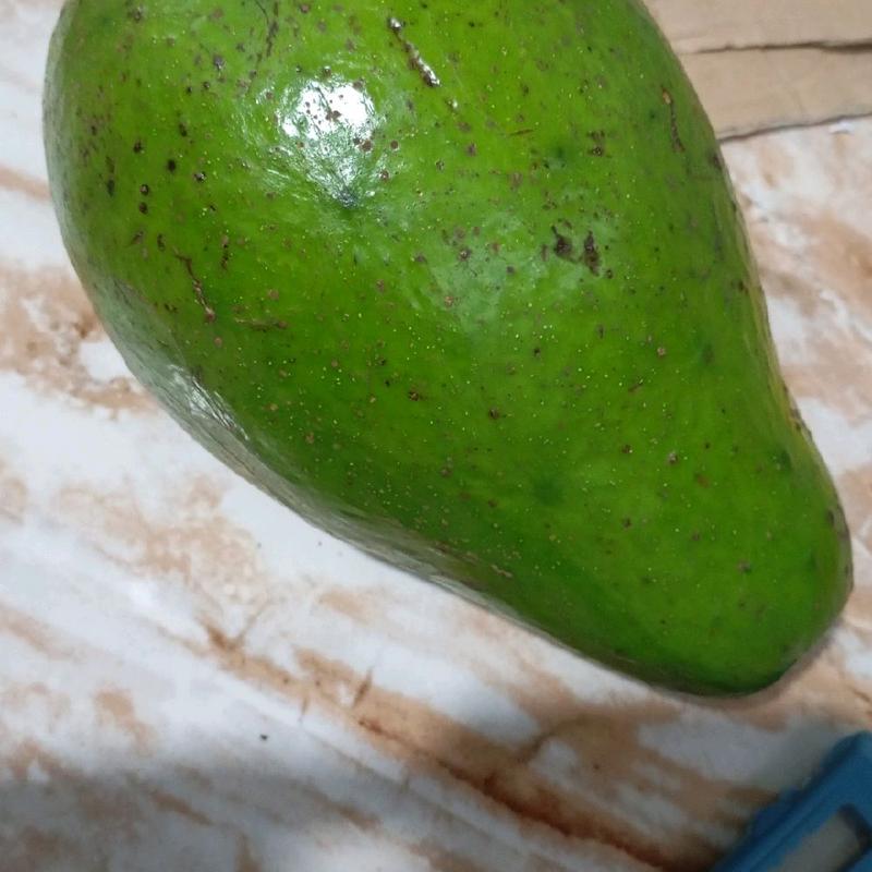 Alpukat mentega Reguler 1KG (isi 3 Buah) hass 1