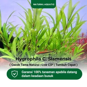 Natural Aquatic Hygrophila Corymbosa Siamensis 15 Batang Tanaman Aquascape Cocok Tema Natural Low CO2 Tumbuh Cepat Garansi 100%
