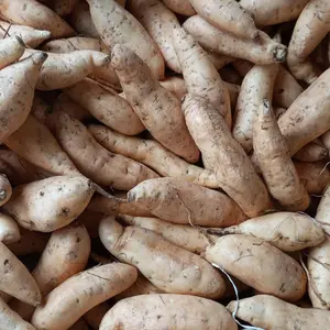 uni madu cilembu ares isi 15-20 biji manis legit.