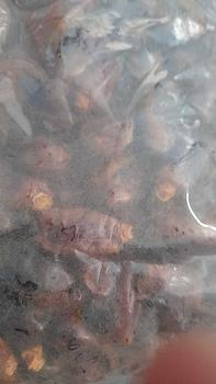 Product Review of Kurma Sayer 1 Kg Kurma Manis from M** Y**i 0
