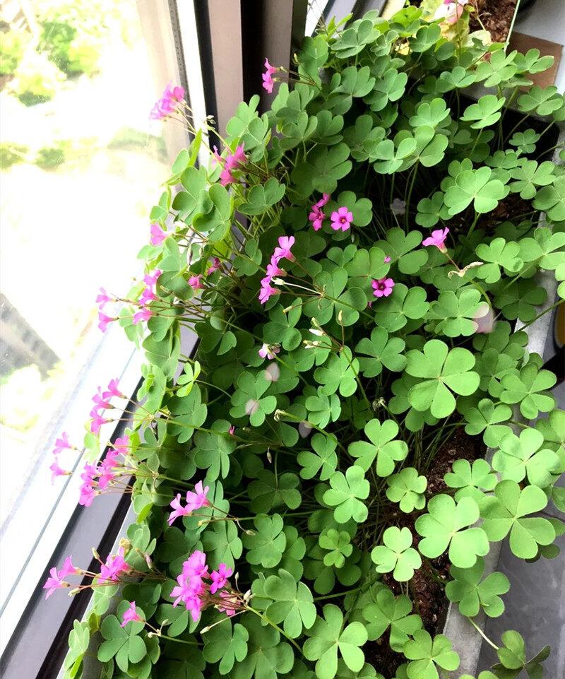 Product Introduction of [Fast Shipping] 200 Seeds/pack Three Leaf Glass Flower Seeds Bonsai Seeds for Planting Lucky Three Clover Leaf Seedlings Perennial Lucky Plant Seeds Vegetable Seeds Home Garden Decoration Items Indoor Plants Potted Live Plants for Sale Easy To Grow 66