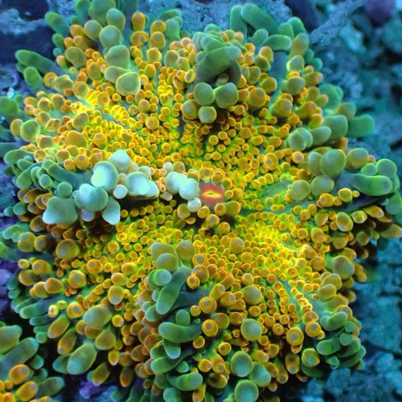 Coral hias jamur yumma kuning