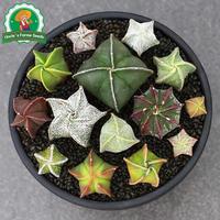 Gambar 6 Biji Kaktus Acak Untuk Menanam Bunga, Benih Kaktus Langka Untuk Berkebun, Benih Bonsai Berkebun, Bibit Bonsai, Menanam Bunga, Dekorasi Taman Luar Ruangan Random Cactus Seeds - 2 Bungkus  dari Benih Pilihan Alam Kota Administrasi Jakarta Pusat 4 Tokopedia