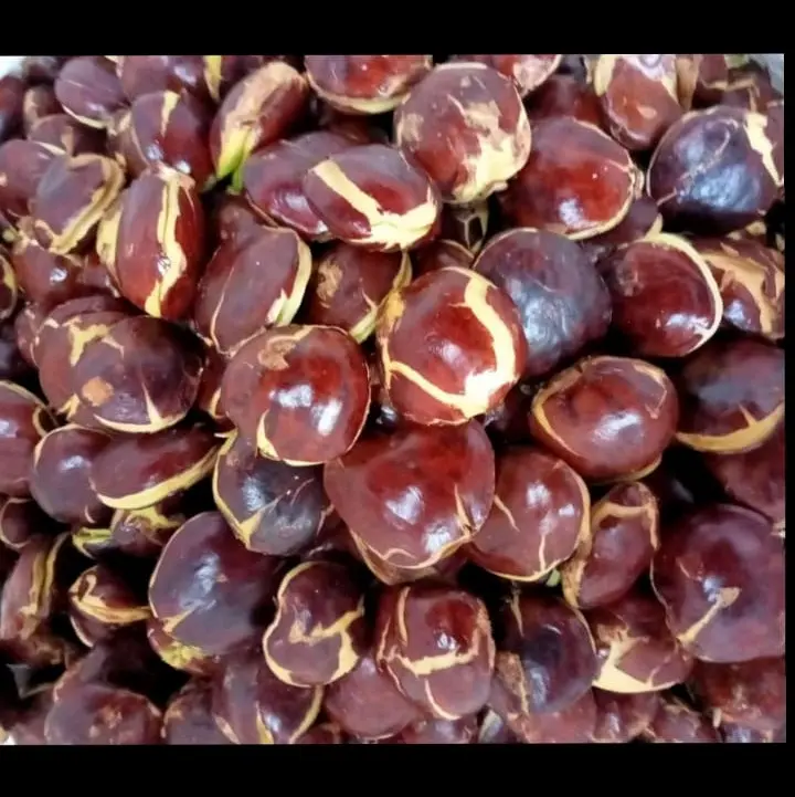 Timbangan isi jengkol 1kg segar dan fres Masakan Makanan Kering Kitchenware buah kering asam potong medan Snack Food 3