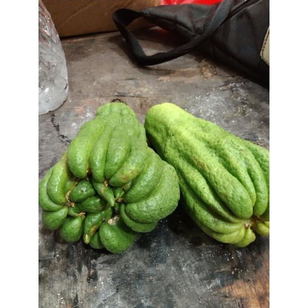 JERUK KUKU MACAN JANTAN/JERUK OBAT