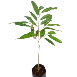 Bibit Musangking Hasil Okulasi