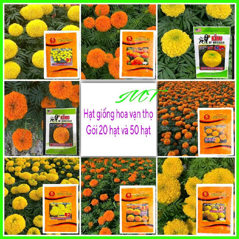  Hạt giống hoa vạn thọ rồng vàng Gói 20 hạt và 50 hạt 