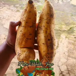ubi madu Cilembu ukuran Jumbo berat produk 2KG/ 1 kemasan 1 kg isi 2-3pcs