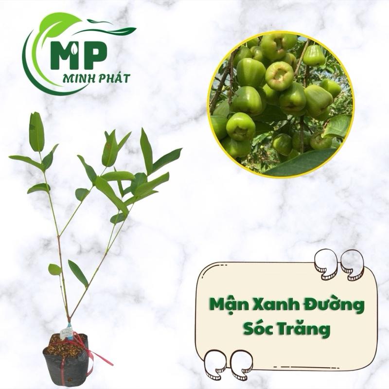  Cây giống Mận Xanh Đường Sóc Trăng trái ngọt 