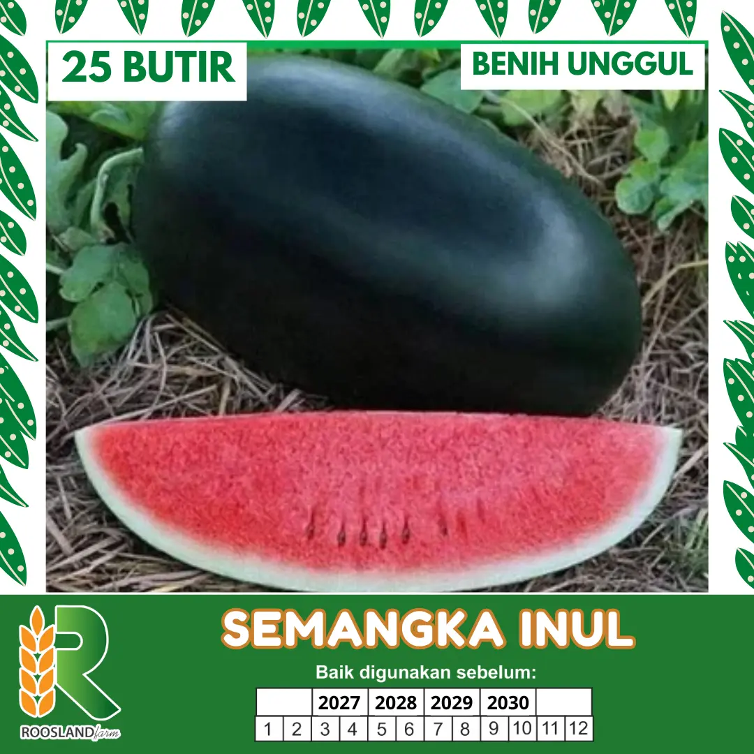 (25 Butir) Benih Biji Semangka Inul Merah Manis Kualitas Unggulan