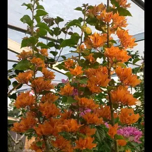 EM OREN BOUGENVILLE IMPORT NEW ID ORIGINAL TERMURAH