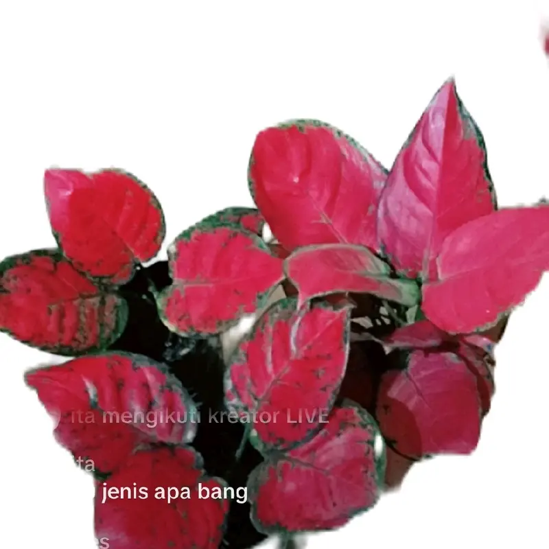 tanaman aglonema (paket merah isi 5) 1