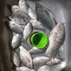 Reel Pancing Spool Besi Spinning Body Plastik Murah Berkualitas Normal Handle