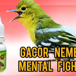 super sirtu penggacor seketika sirtu bahan dan macetan terbaik buat penggacor burung sirtu cipow