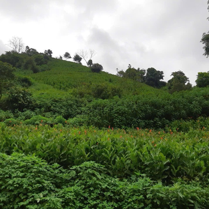 Đặng Dũng Điện Biên