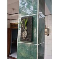 Gambar Pot Anggrek Ijuk Aren Hitam Fullpot Papan Tempel - 12x22cm dari Omah Pot Kebumen Kab. Kebumen 4 Tokopedia