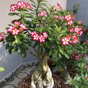 { BELI 1 GRATIS 1 } Adenium rumpun percabangan kualitas terbaik (stok menipis)