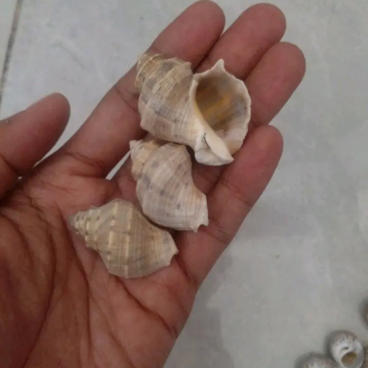 cangkang kerang/kelomang/keong obor