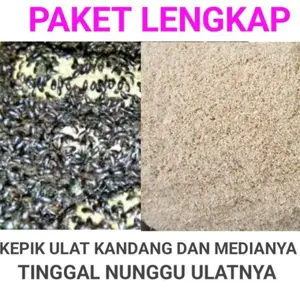 TERJANGKAU Promo Paket Lengkap Kepik Ulat Kandang Dan Media Ternaknya