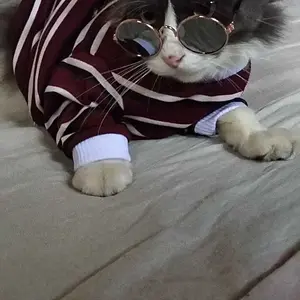 kalung kucing gangster Kacamata Hitam Kucing Anjing Lucu untuk Properti Foto Aksesoris Hewan Peliharaan