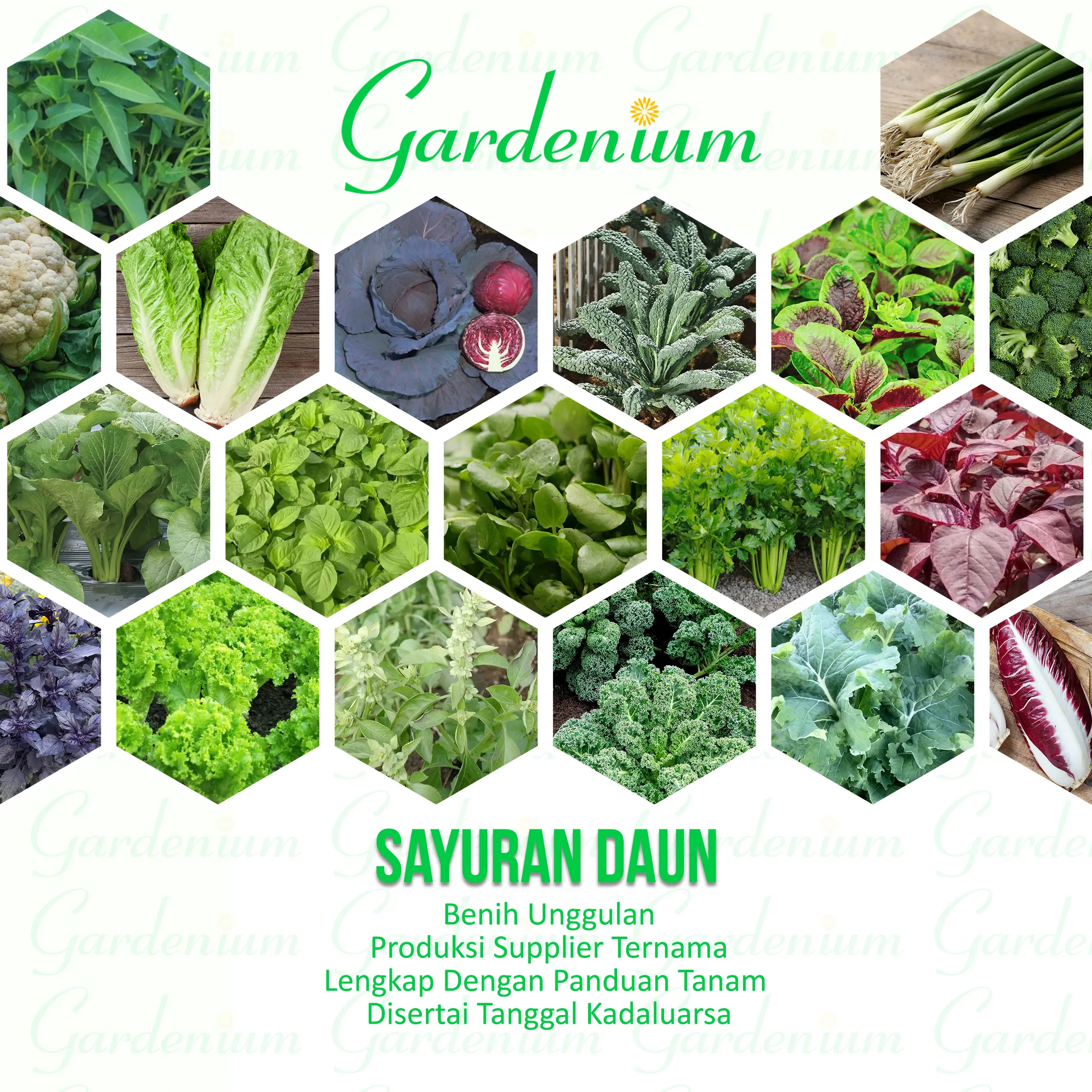 Macam Macam Benih Sayuran Daun Unggul Paktani
