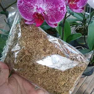 media tanam mos putih media anggrek