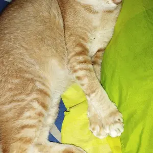 Golden Paw - EarmitesHeal 15ml Cairan Pembersih Telinga Kucing Alami & Aman Mengatasi Infeksi Kutu & Jamur Membersihkan Kotoran & Menghilangkan Bau