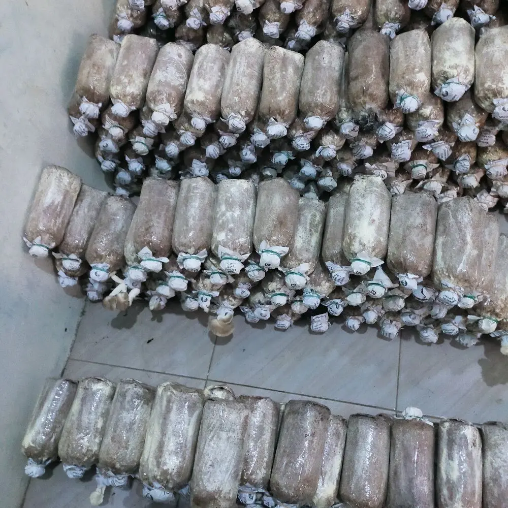 Mycota. Baglog Mini Jamur Tiam Coklat Paket Isi 50pcs 100pcs Bibit Siap Tumbuh Jamur Segar Di Dapur Anda