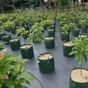 bibit tnaman alpukat aligator berkwalitas artificial