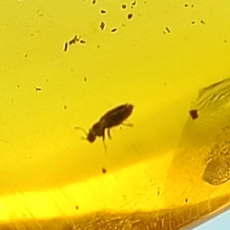 AMBER ISI SERANGGA PURBA ( AMBER INSECT) AMBER BURMITE KODE TT 4 0