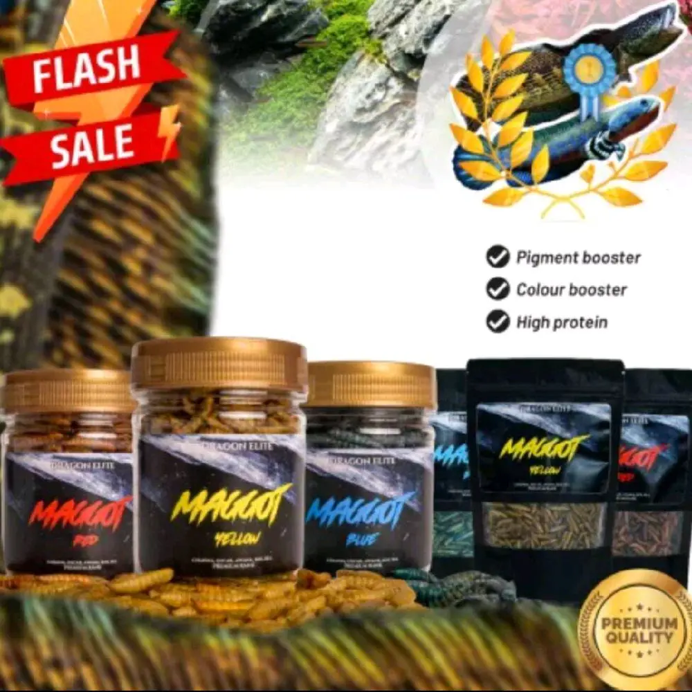 Maggot Kering Super Blue, Yellow, Red Pakan Ikan Channa, Predator, Arwana