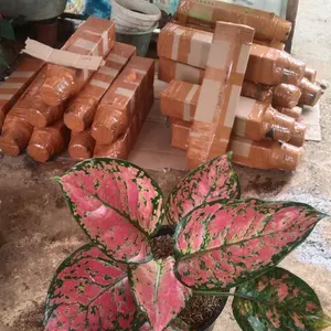 PAKET TANAMAN HIAS AGLONEMA SAAT LIVE