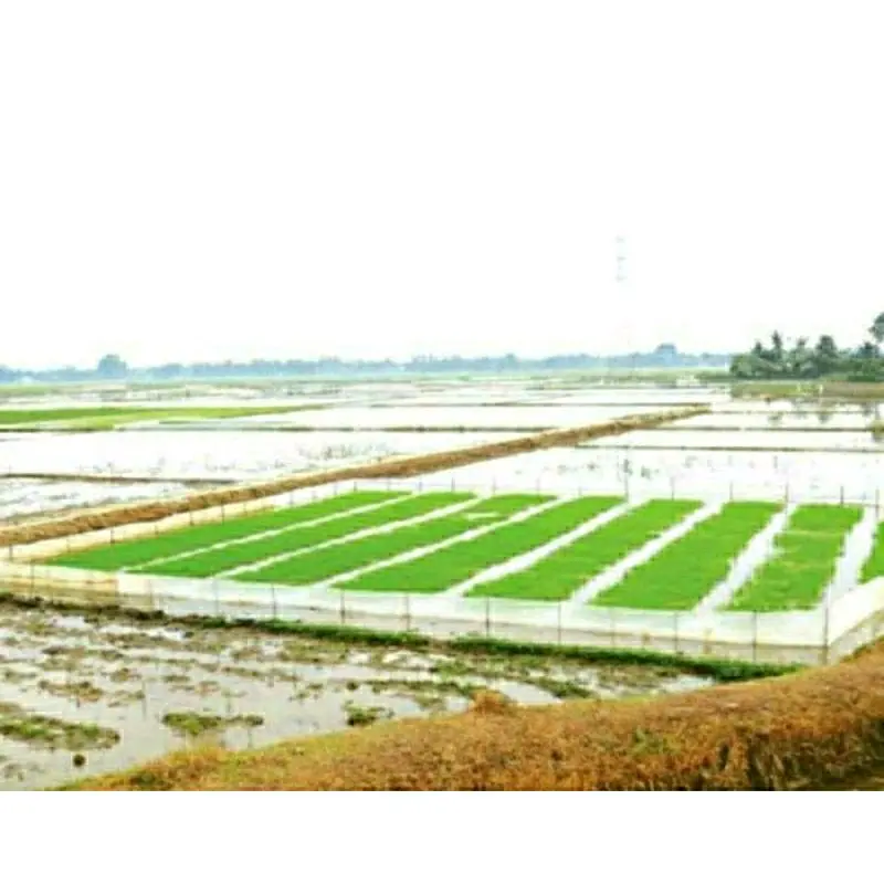 Plastik Sebaran Plastik Pagar Sawah 50 cm x 50 mtr - Plastik Padi 3