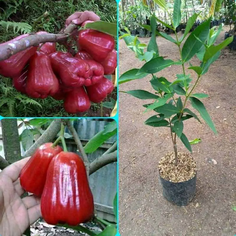 tanaman buah jambu air citra artificial