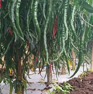 Bibit Cabe Lokal Parhuta Huta 10gr