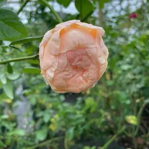 mawar 2kg ownroot, yang pastinya adaktif di dtr