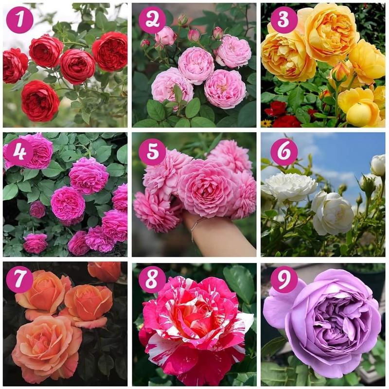 Combo 5 Gốc Hoa Hồng Ngoại Siêu Nụ (Đủ Màu) – Hoa Nở Đẹp, Dễ Trồng