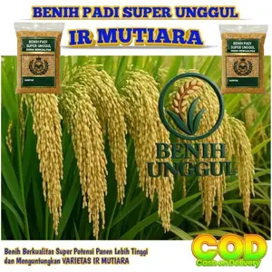 1Kg BENIH PADI UNGGUL IR MUTIARA SUPER JUMBO PANEN MELIMPAH