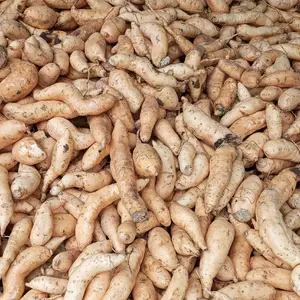 Ubi Cilembu Ares Isi 15-20 Biji Rasa Manis Khas Unik dan Istimewa Cocok untuk Pencinta Ubi Manis