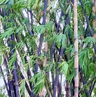 Bambu hitam utuh 100 cm bahan kerajinan tangan 0