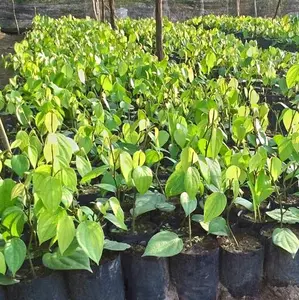 Bibit tanaman merica per 3 bibit tanaman lada pedes sudah ada akar media tanah siap kirim