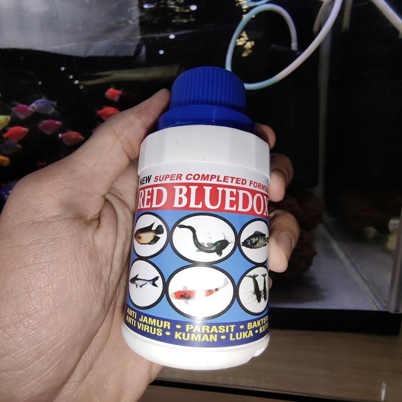 RED BLUEDOX FIRST HAND OBAT KUTU JAMUR PARASIT BAKTERI LUKA AEROMONAS WHITE SPOT WHITESPOT SIRIP RUSAK ICHTHYOPHTHIRIUS SEGALA JENIS IKAN AIR TAWAR ORI 4