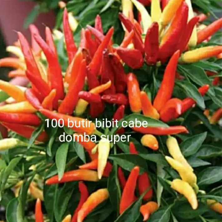 100 biji benih cabe domba super berkualitas tahan hama