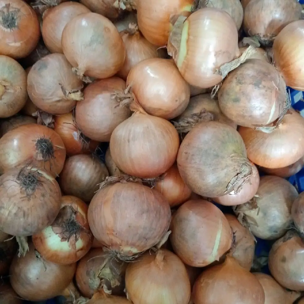 Bombay mini 1kg 8-10